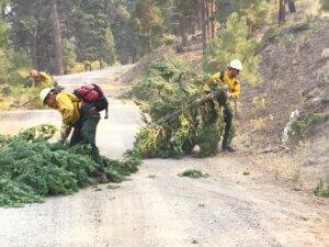 Two firefighters remove cut trees from a road