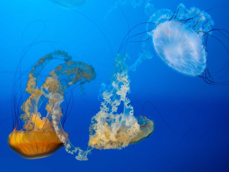 Three jellies float in a tank