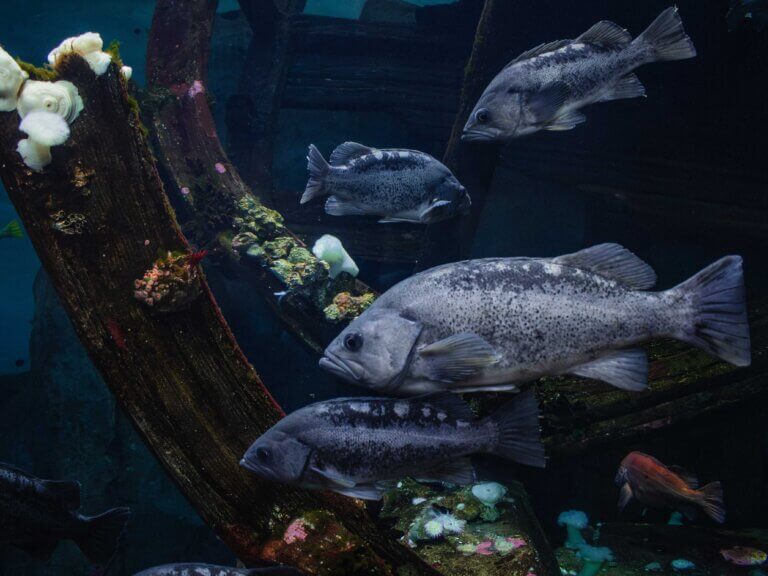 A school of fish on exhibit in an aquarium