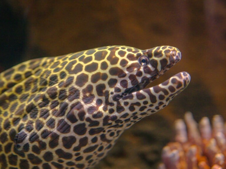 Close up on the head (side view) of an eel