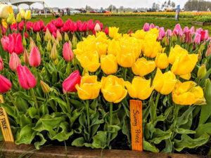 yellow and pink tulips in bloom