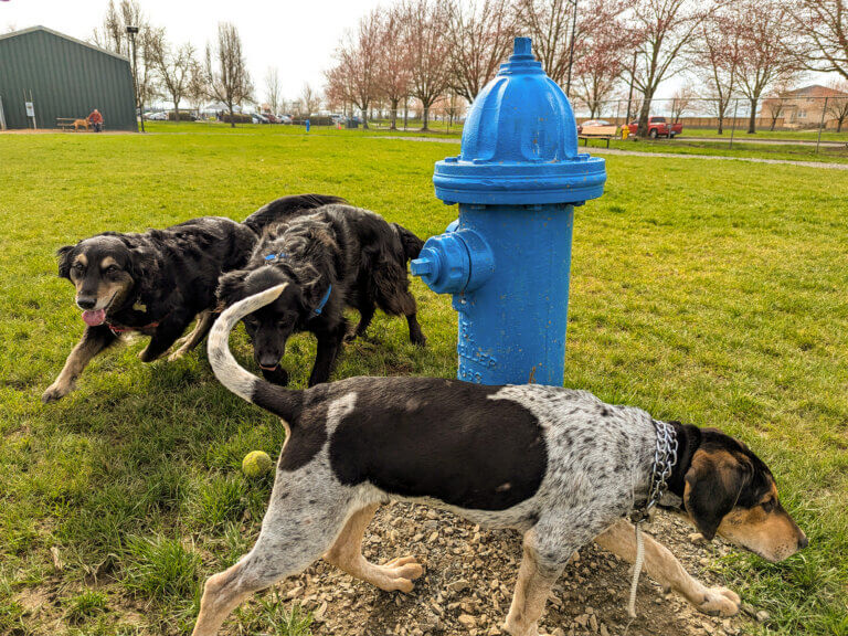 Dogs sniff around a fire hydrant in a dog park