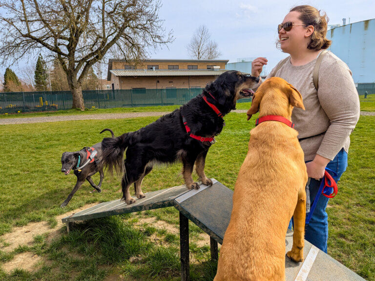 A woman rewards to dogs on an agility obstacle