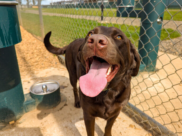 A large brown dog enjoys a water fountain