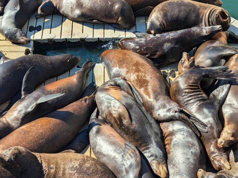 Sealions crowd a bock on the Newport waterfront