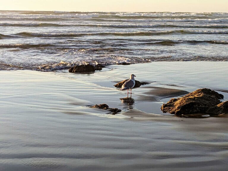 A seagull stands in the surf at sunset on Nye Beach
